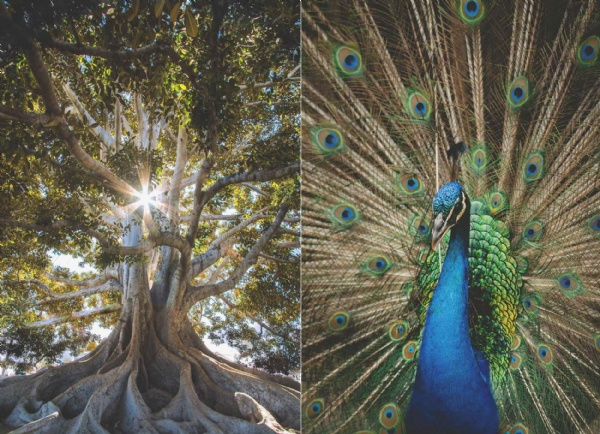 Mr. C Residences - Luxury Condo Interior